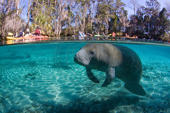Manatees-2711