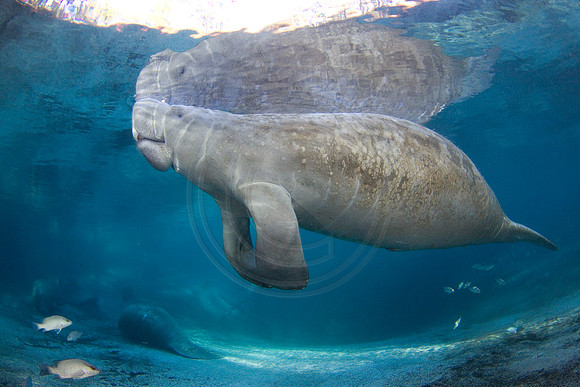 Manatees-2455