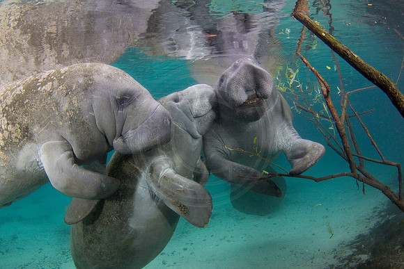 Manatees-1899