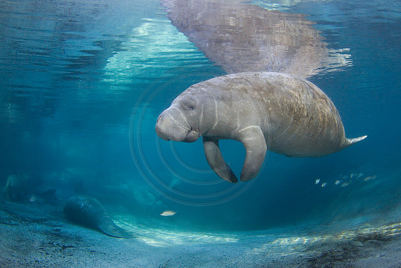 Manatees-2451