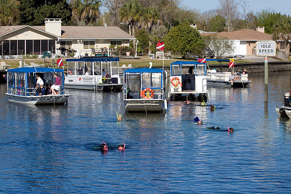 Manatees-2180