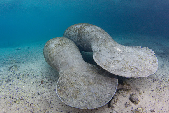 Manatees-3354