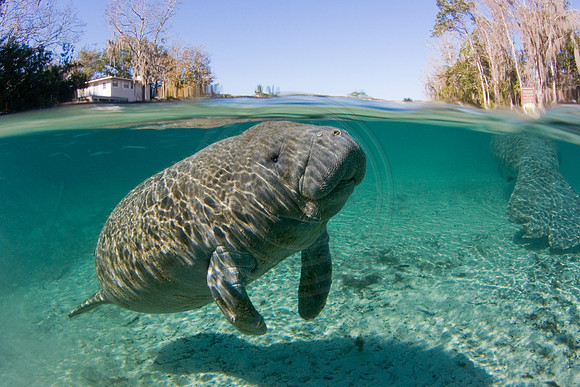 Manatees-0558