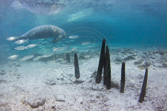 Manatees-3454