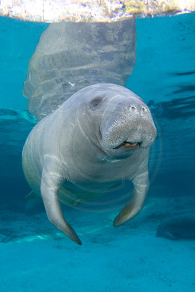 Manatees-1311