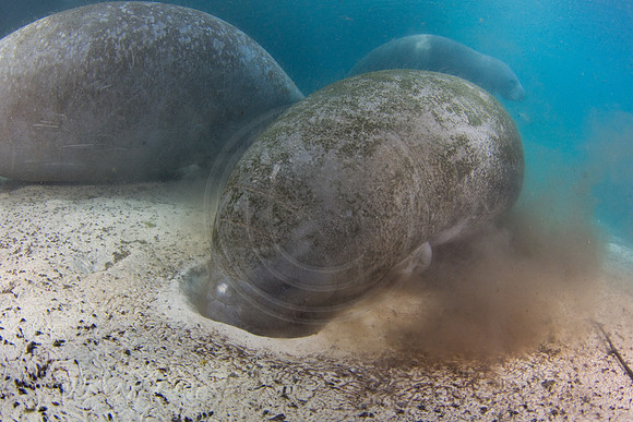 Manatees-1921