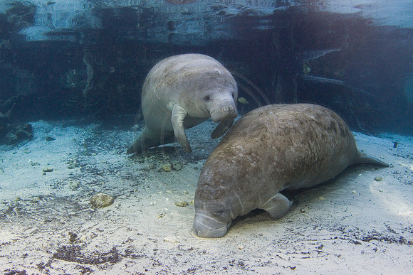 Manatees-2956