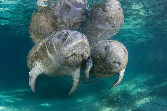 Manatees-1705