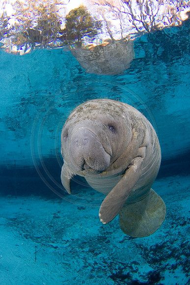 Manatees-1261