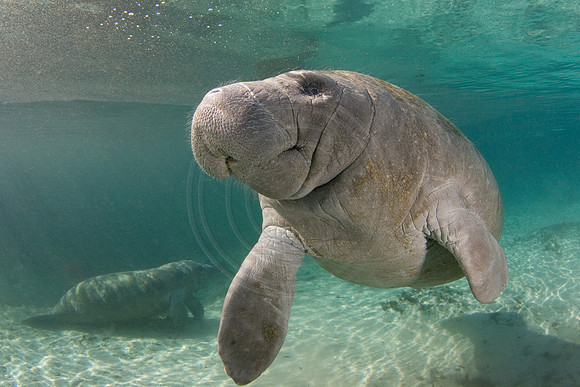 Manatees-1081