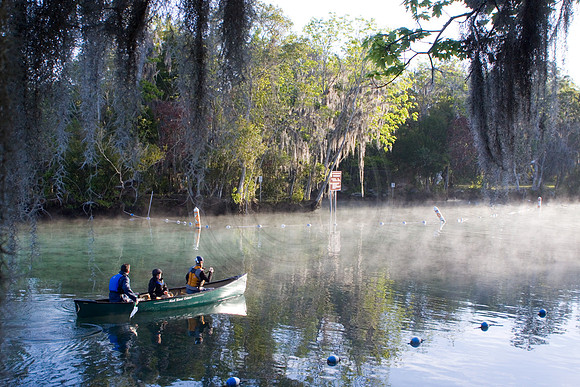 Manatees-1186