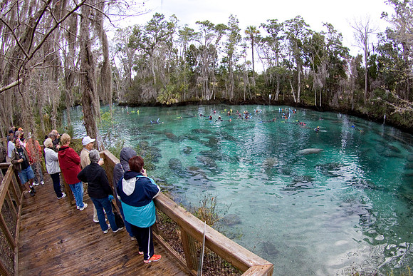 Manatees-2736