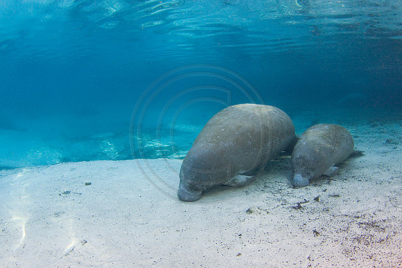 Manatees-1661
