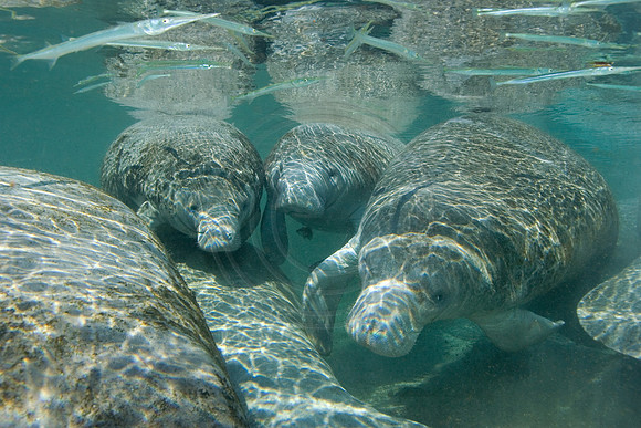 Manatees0599