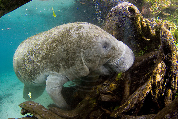 Manatees-1894