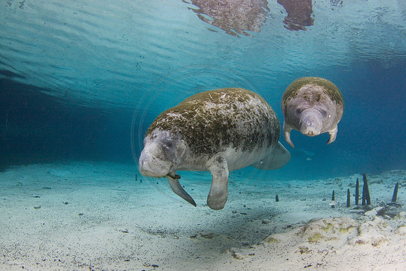 Manatees-2319