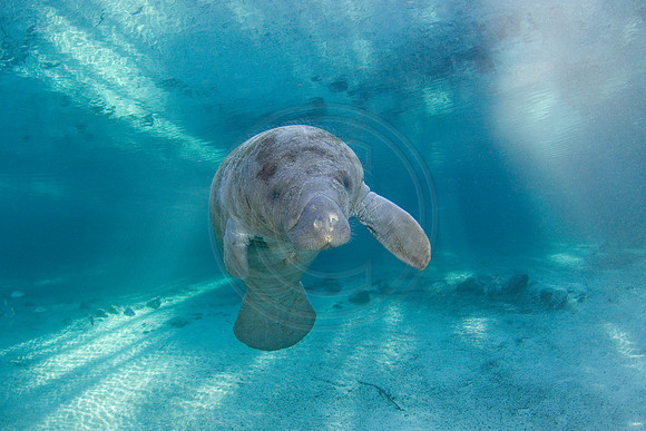Manatees-3425