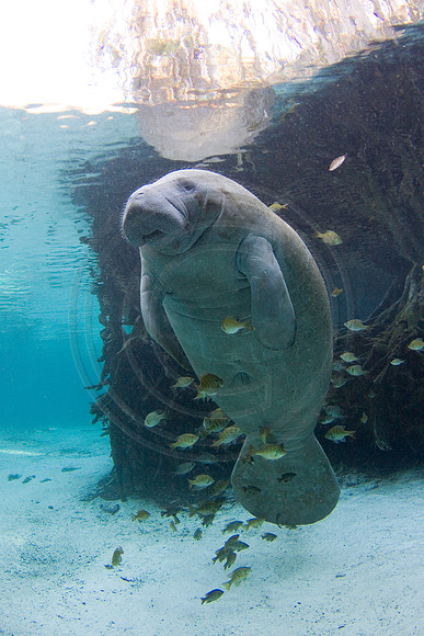 Manatees-2077