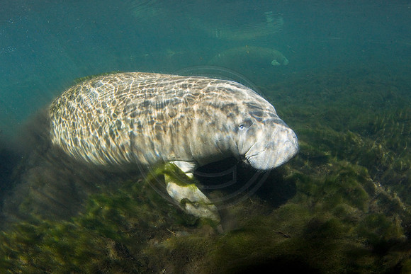 Manatees-3091