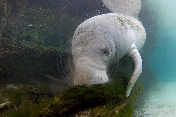 Manatees-2362