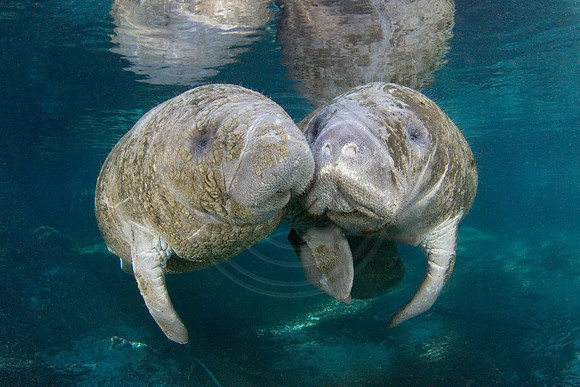 Manatees-1699