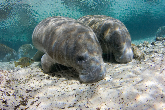 Manatees-0817