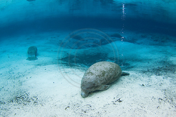Manatees-2948
