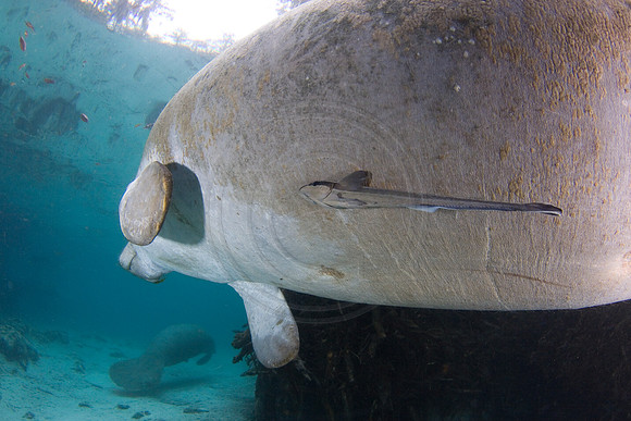 Manatees-1622
