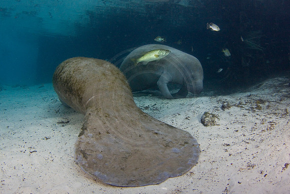 Manatees-1472
