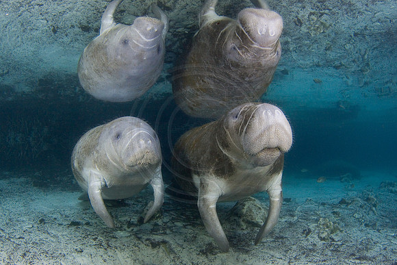 Manatees-1721