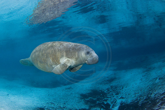 Manatees-2449