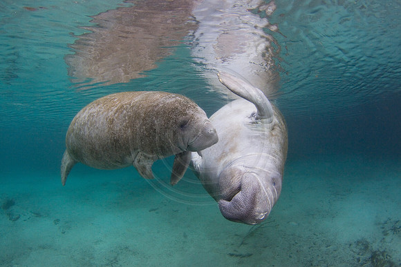 Manatees-2331