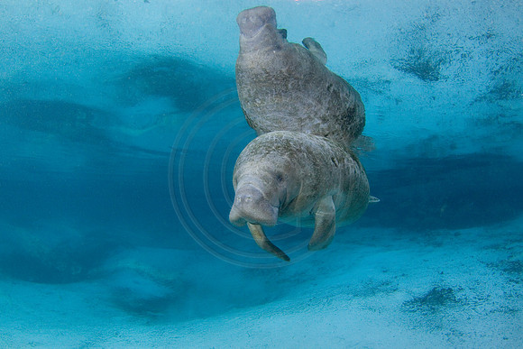 Manatees-2479