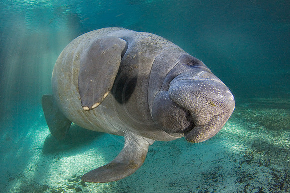 Manatees-2440