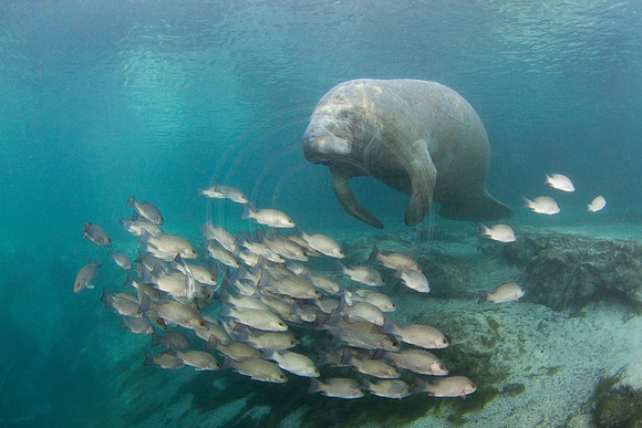 Manatees-1558