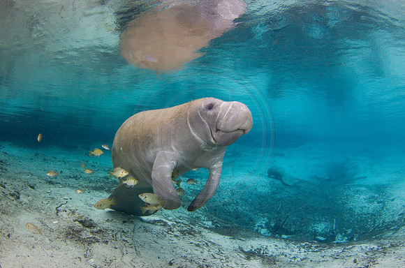 Manatees1293