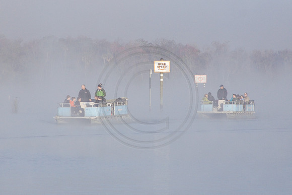 Manatees-2597