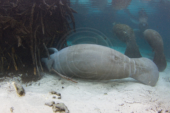 Manatees-2345