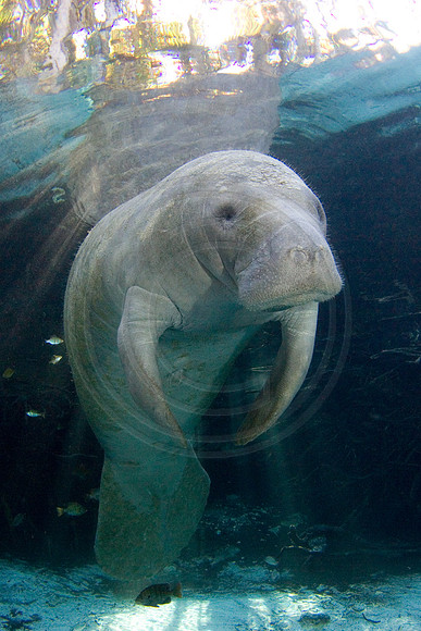 Manatees-2492