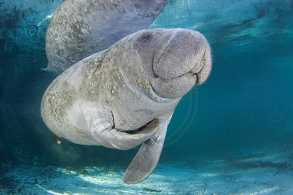 Manatees-3377
