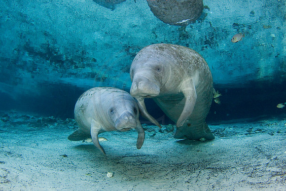 Manatees-2278