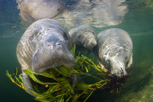 Manatees-3107