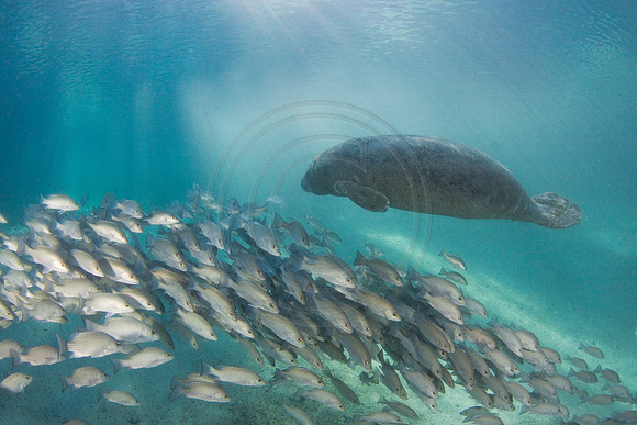 Manatees-3437