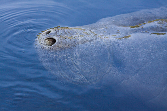 Manatees-3459