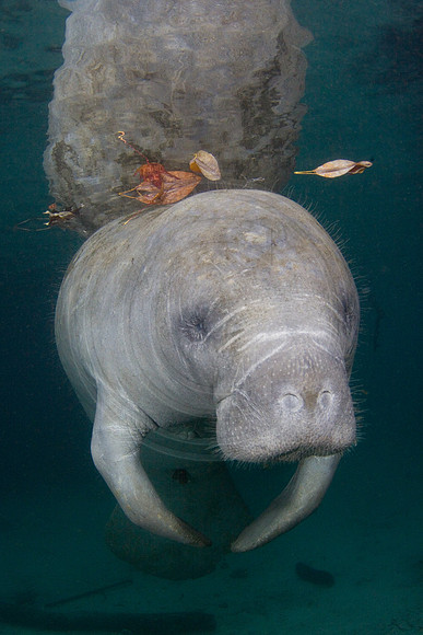 Manatees-2516