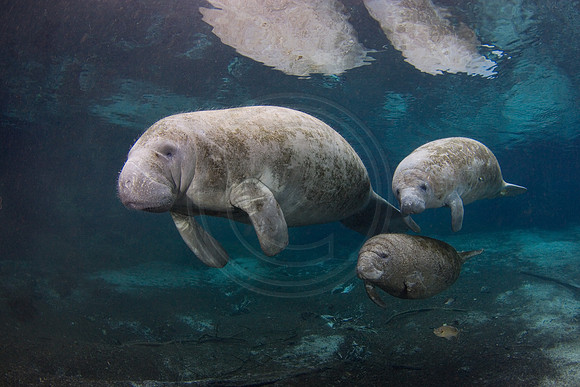 Manatees-1676