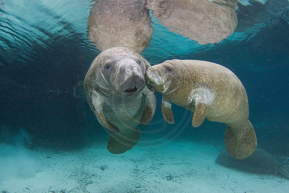 Manatees-2334
