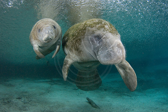 Manatees-1122