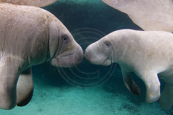 Manatees-1807