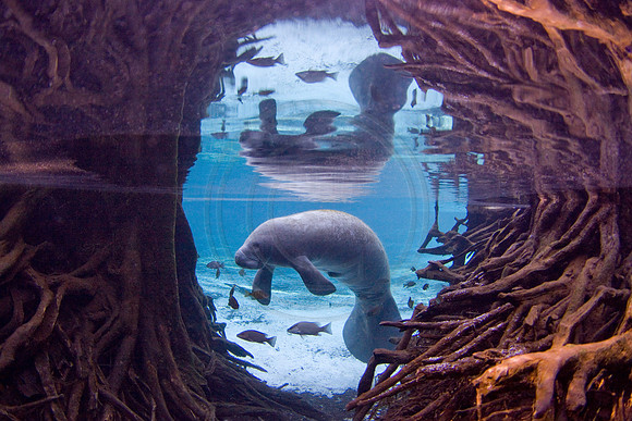 Manateess-3449